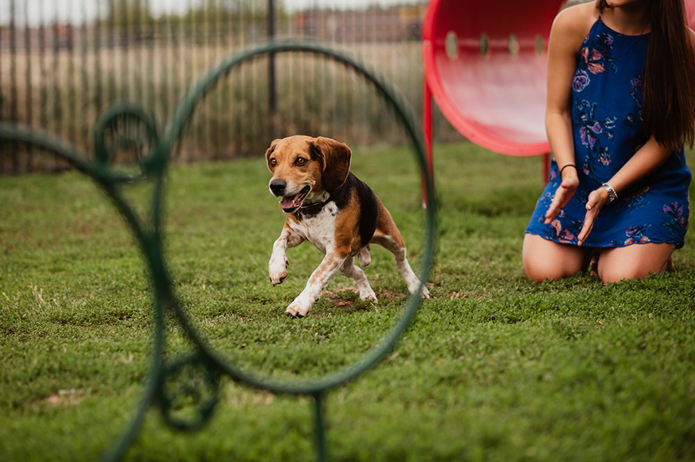 A woman kneeling and dog running in the dog park of a pet-friendly apartment in Littleton, CO